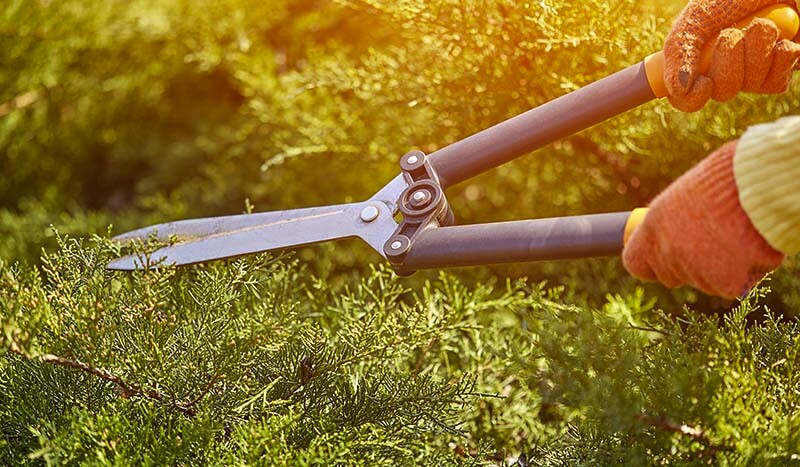 Przycinanie żywopłotu latem – kiedy i jak robić to prawidłowo?